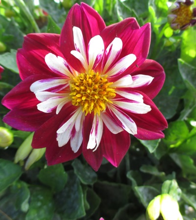 Dahlia Starsister® Red & White